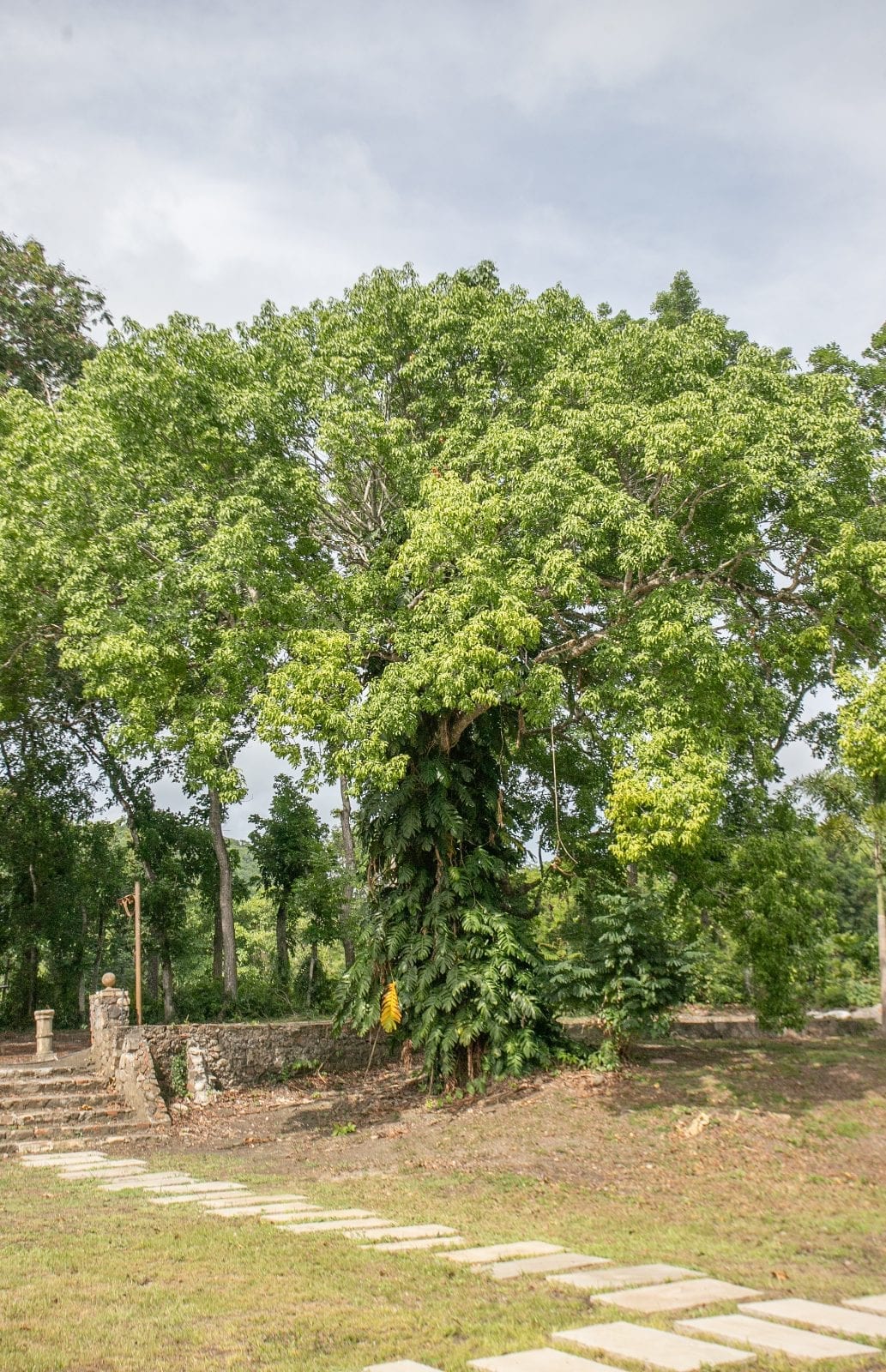 Allée d'arrivée bordée d'arbres centenaires