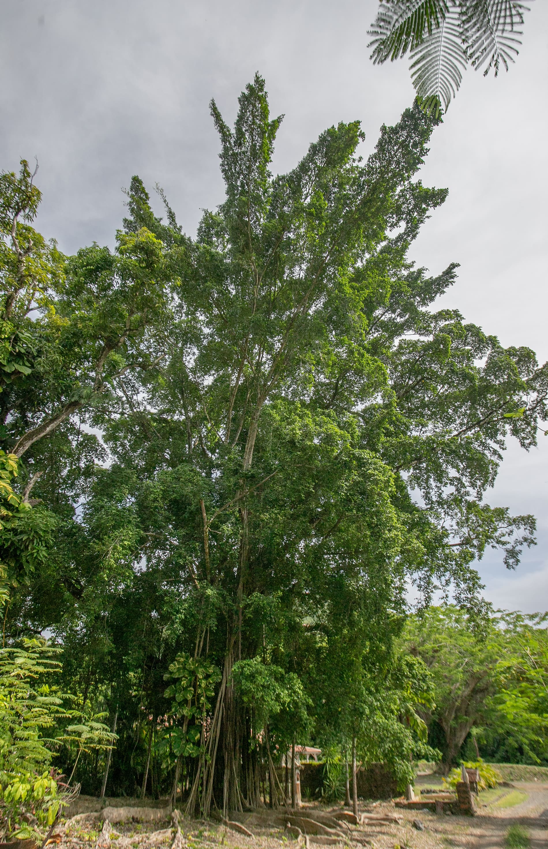 Les arbres centenaires du parc